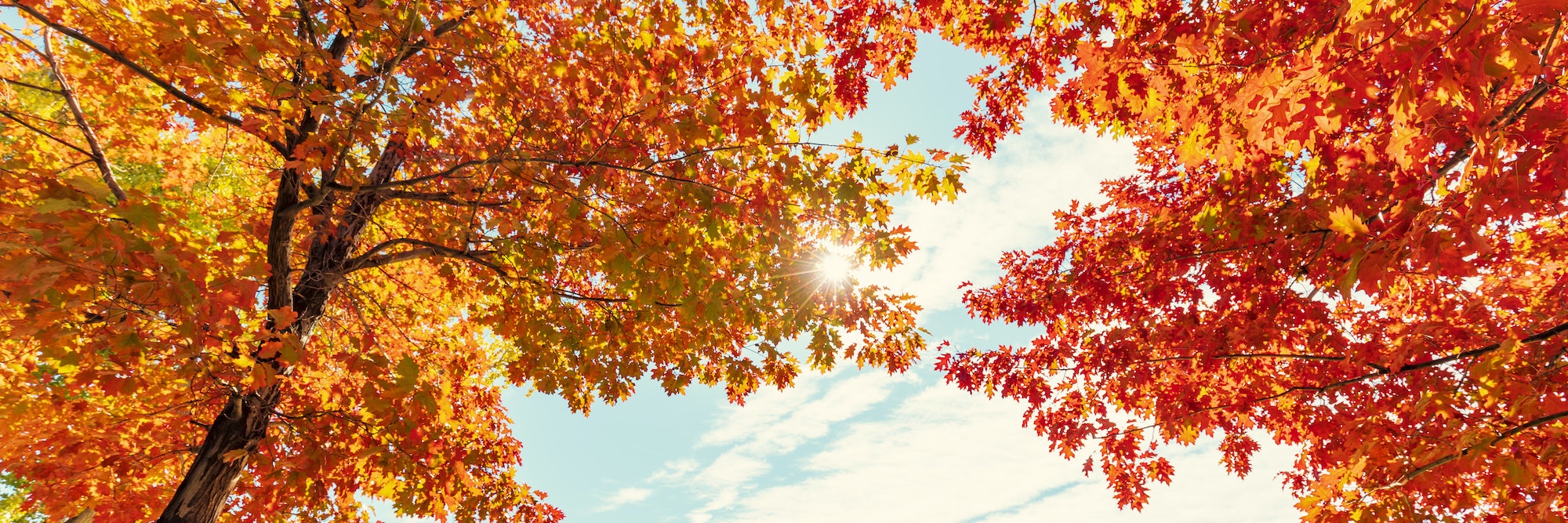 Why Do Leaves Change Colour In Autumn?