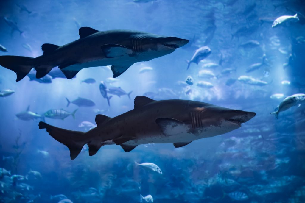 Are sharks important to the ecosystem?