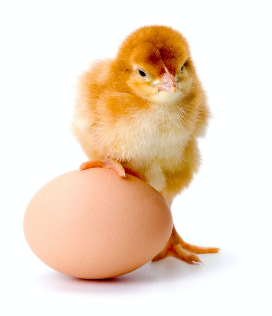 Which came first, the chicken or the egg? A Philosophical and Scientific Exploration