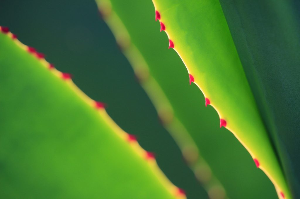 Does Photosynthesis Produce Oxygen or Carbon Dioxide?