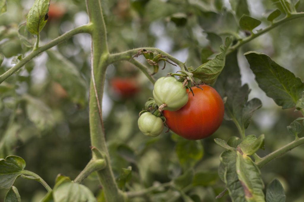 Tomatoe Plantation